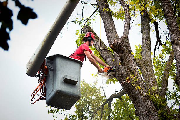 How Our Tree Care Process Works  in  Waldo, AR